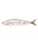 Striped Shad