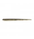 Gold Flash Minnow