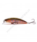 Iwana Trout