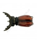 Stag Beetle
