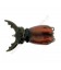 Stag Beetle