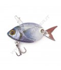 Saddled Seabream