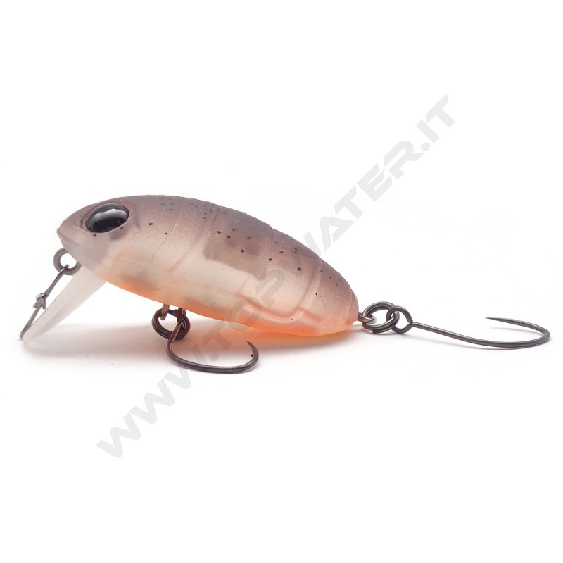 Nories Boss Pupa Shallow