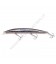 Anchovy