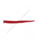 Red Belly Shrimp