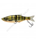 Dark Gill Orange Belly