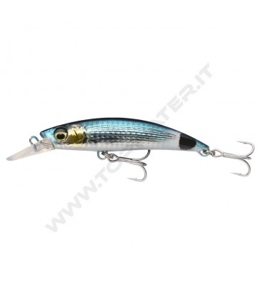 Saddled Bream