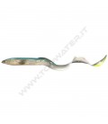 Chameleon Eel