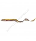 Green Lamprey