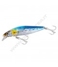 N Sardine