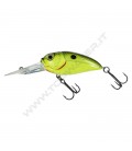 Yellow Black Back