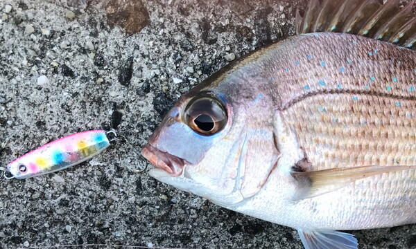 ABU GARCIA SALTY STAGE MICRO JIG FLAT