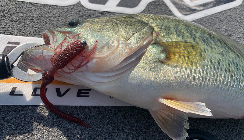 Imakatsu Wriggler Black Bass
