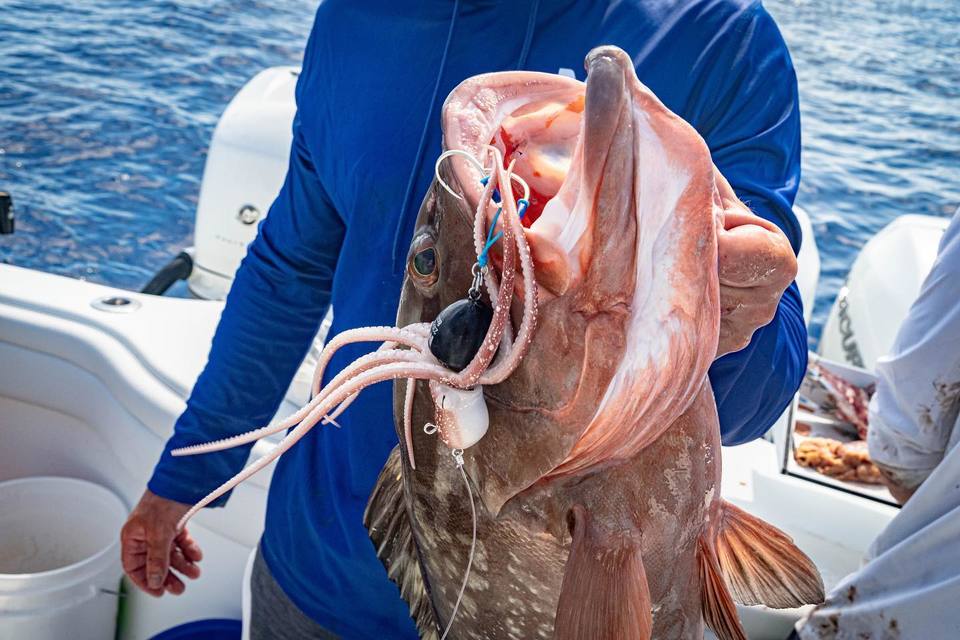 Mustad Inkvader Octopus grouper